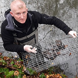 Professionnel contre les rats