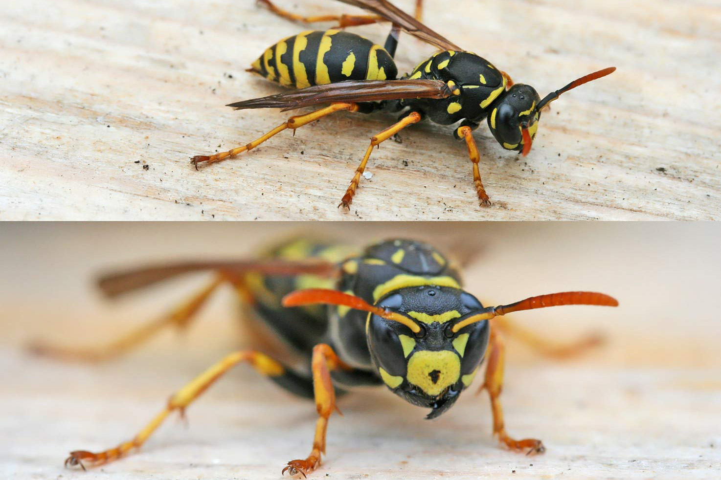 Polistes