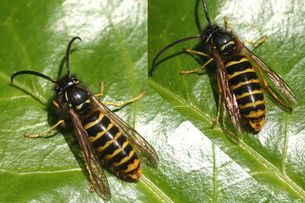 Dolichovespula guêpe