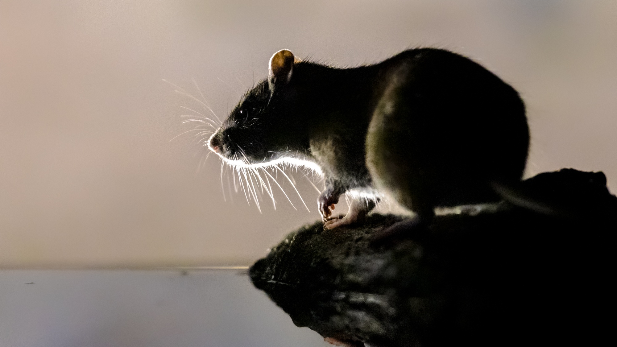 Brown rat in darkness on river bank.
