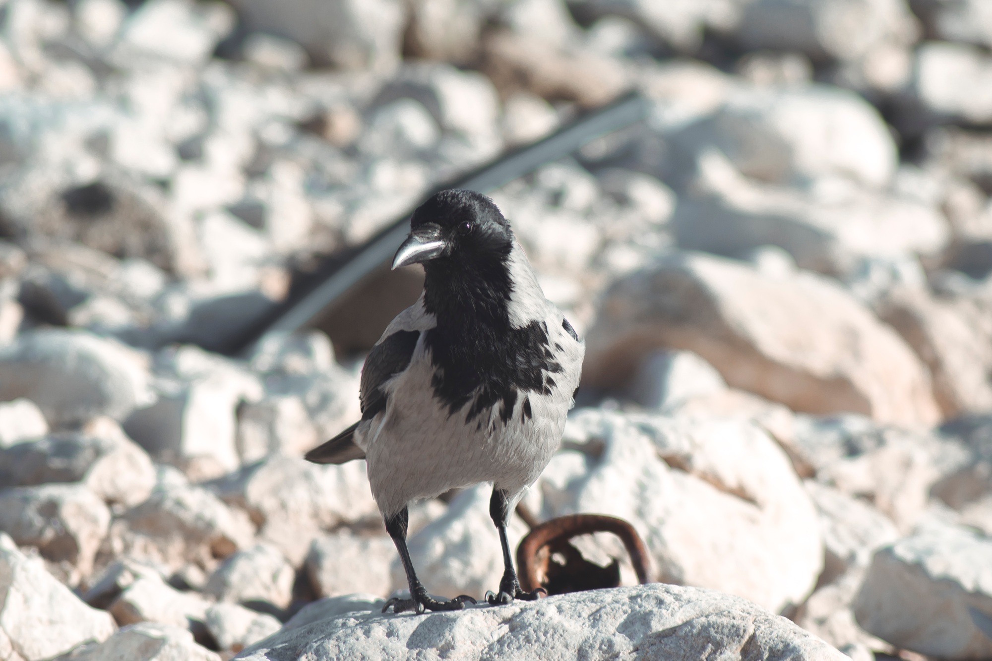 Carrion crow, corvus corone wild bird