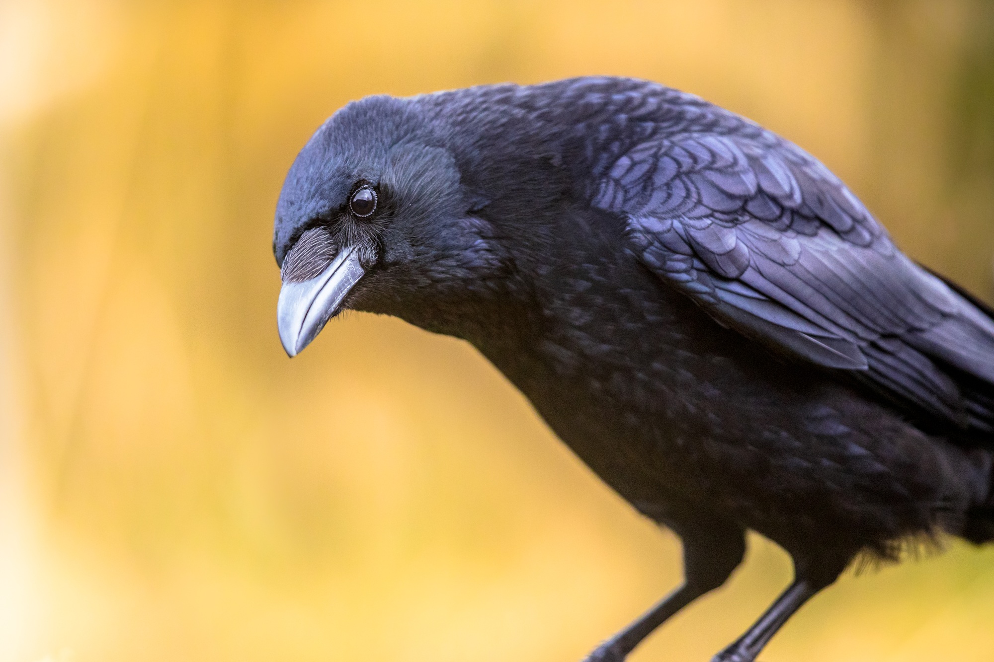 Carrion crow portrait of head