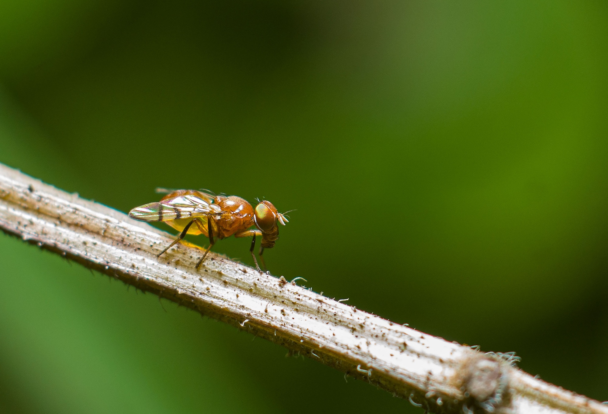 Closeup of a fruit fly, Drosophila melanogaster on a plant stem.