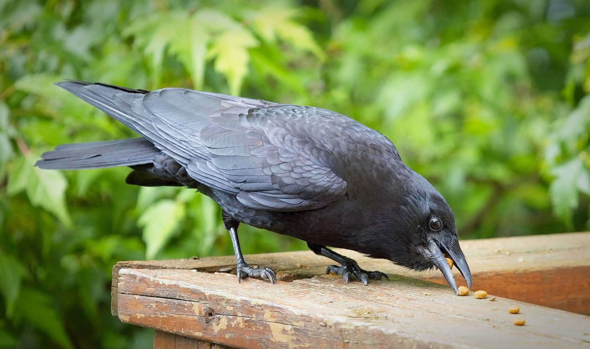 Closeup of the eating carrion crow, Corvus corone perched on the wooden surface.