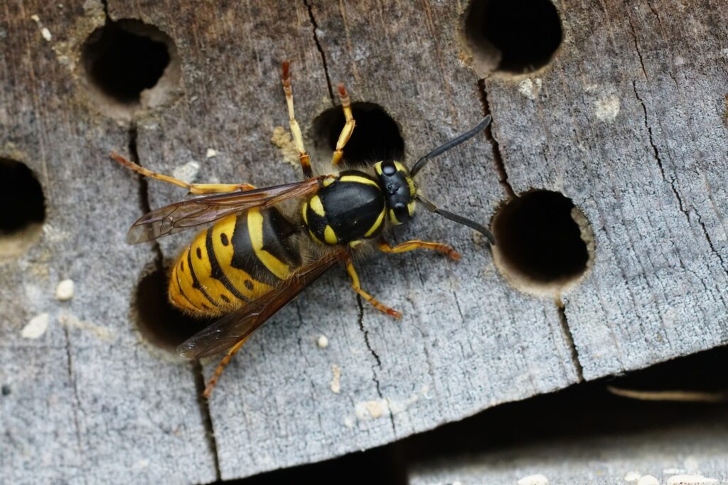 Closeup on a black and yellow Common European paperwasp, Vespula vulgaris collecting wood