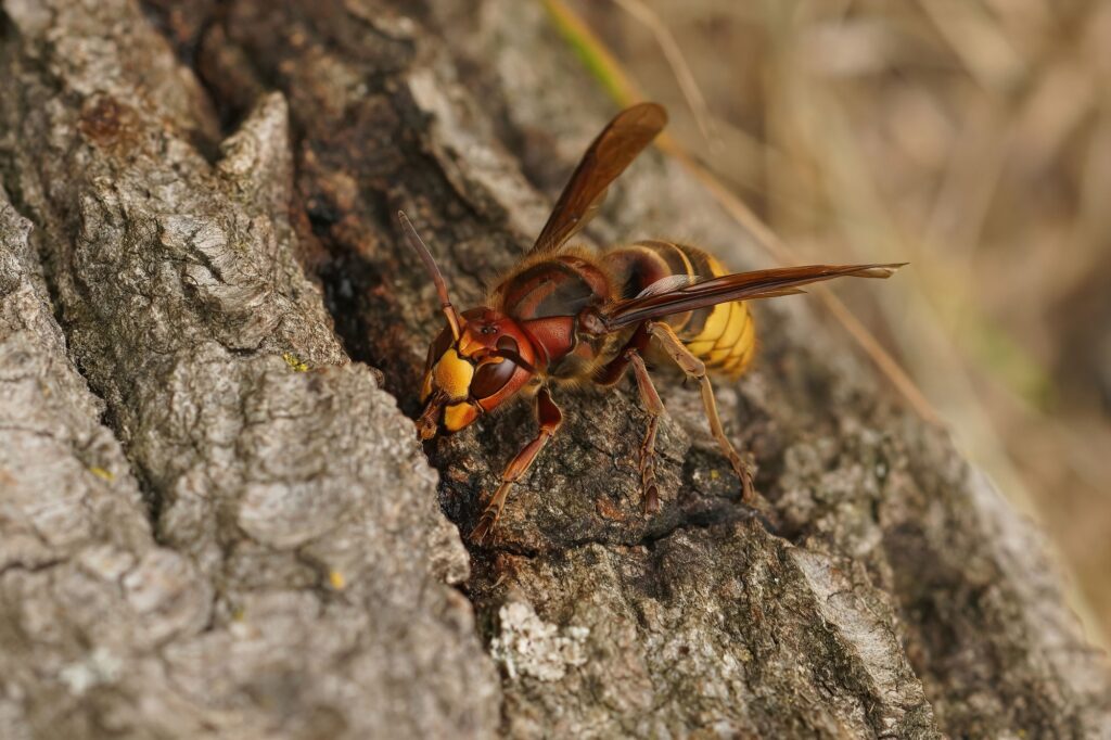 Closeup on a colorful queen European hornet, Vespa crabro , drinking tree sap