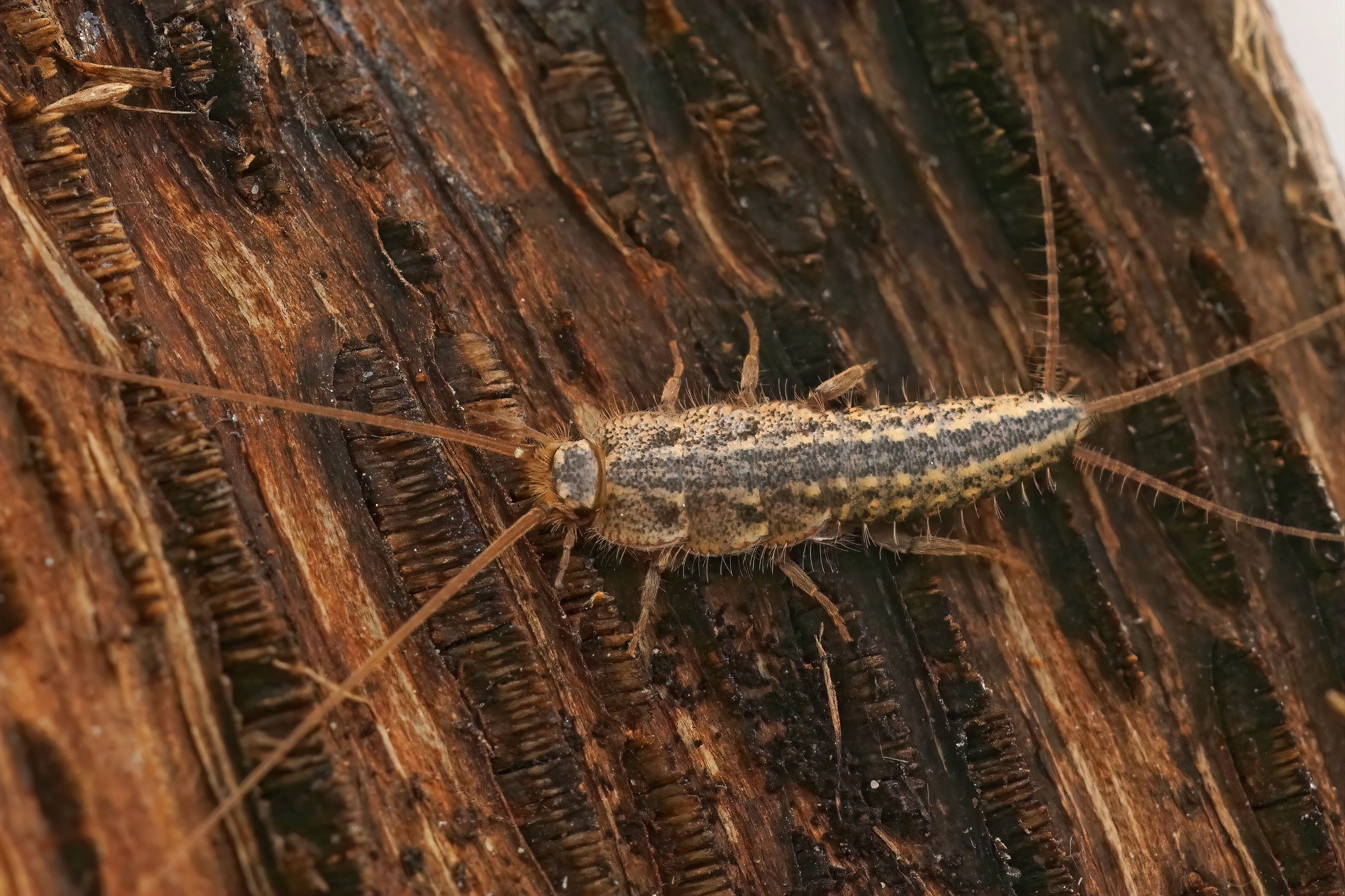 Closeup on the four lines silverfish , Ctenolepisma lineatum sitting on wood