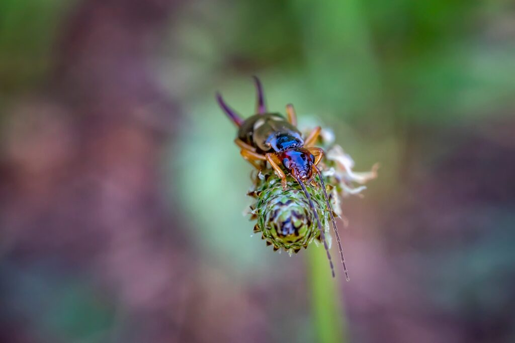 earwig