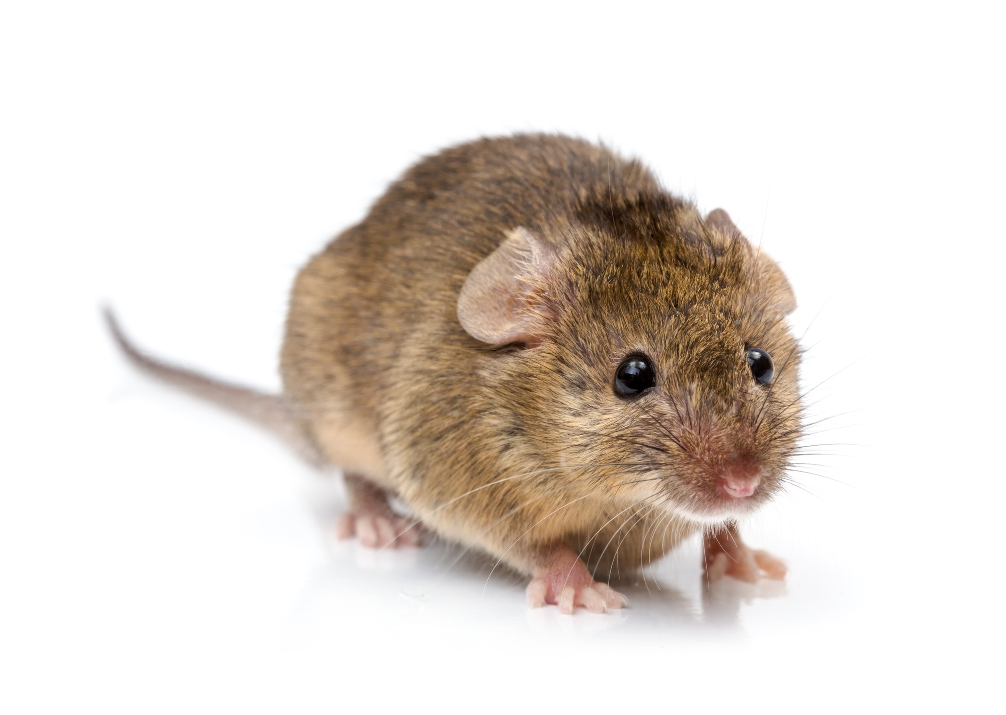House mouse (Mus musculus)