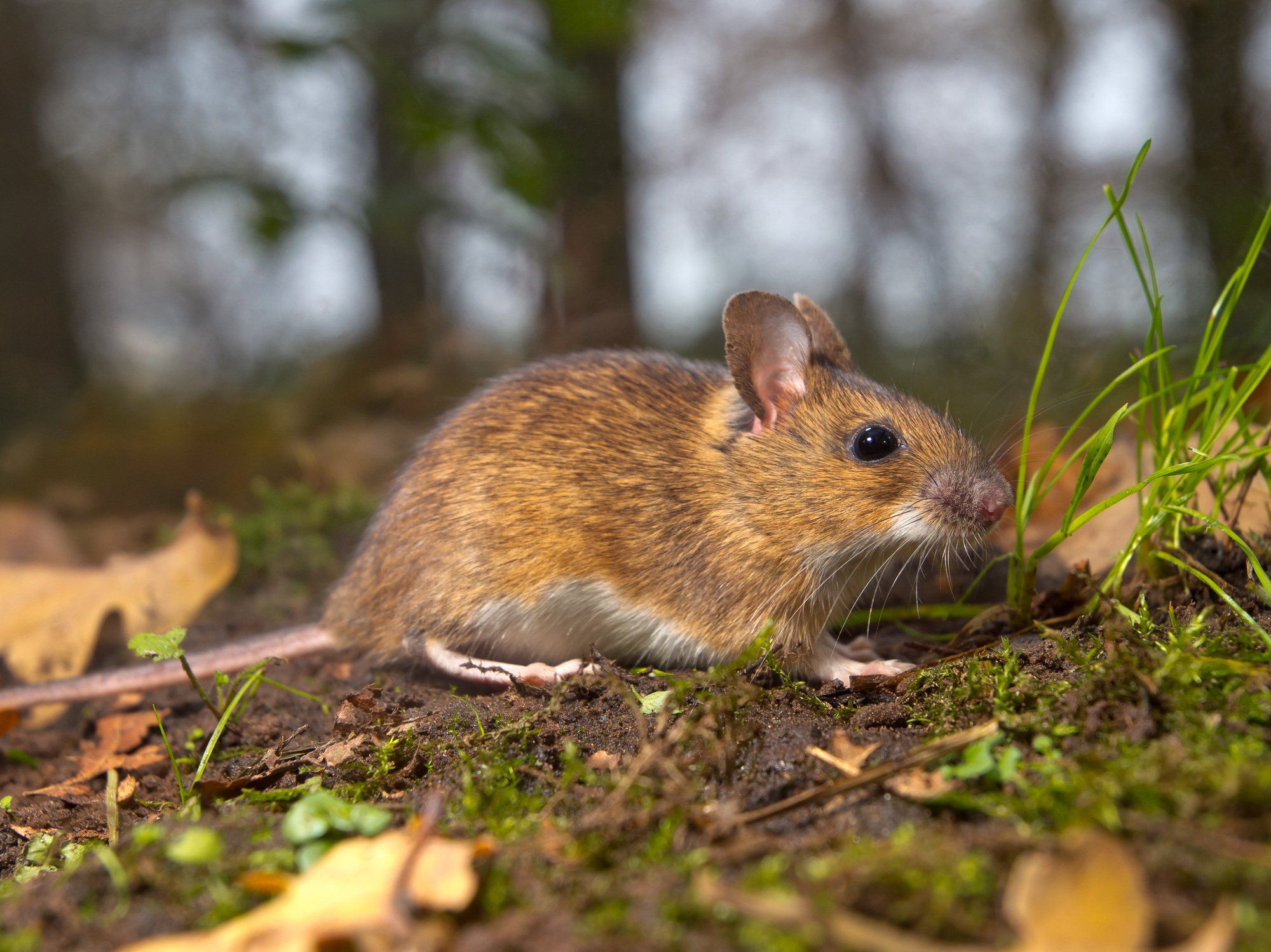 mouse in the forest