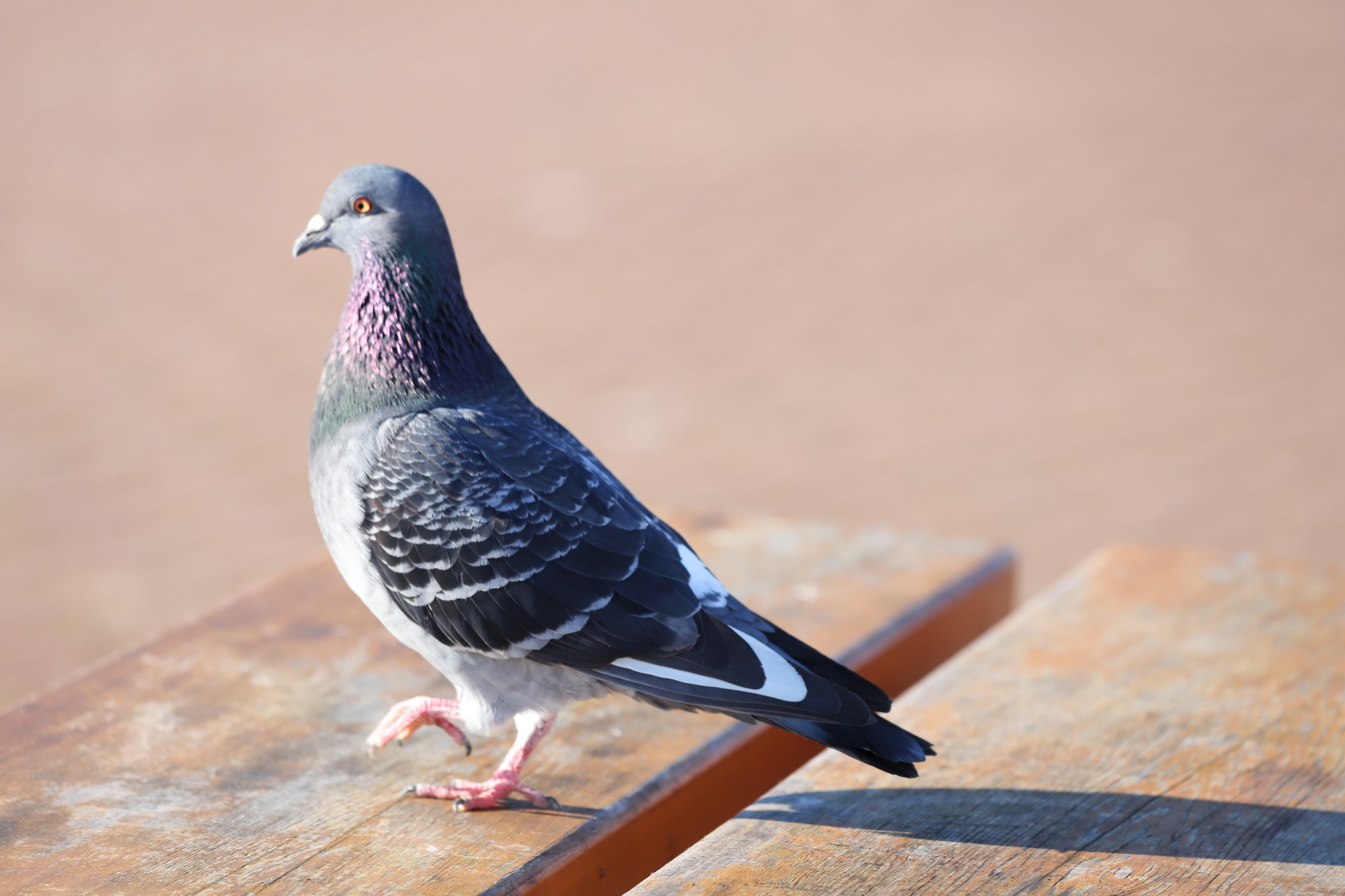 Pigeon on top of a table