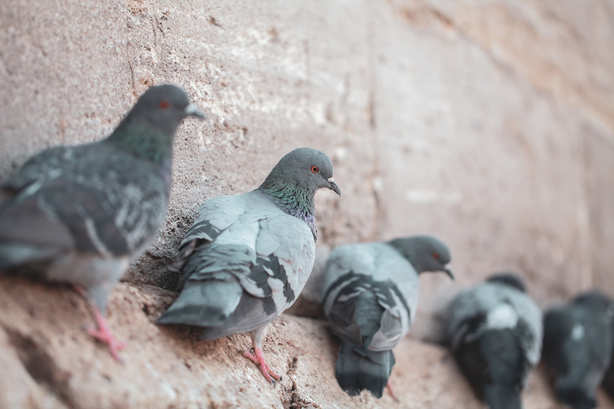 Pigeons sit on the building wall