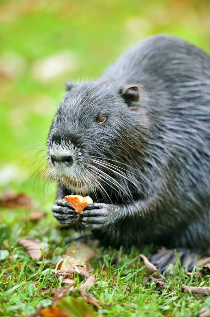 The muskrat (Ondatra zibethicus)