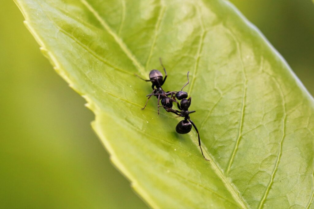 Two black garden ants fighting on leaf