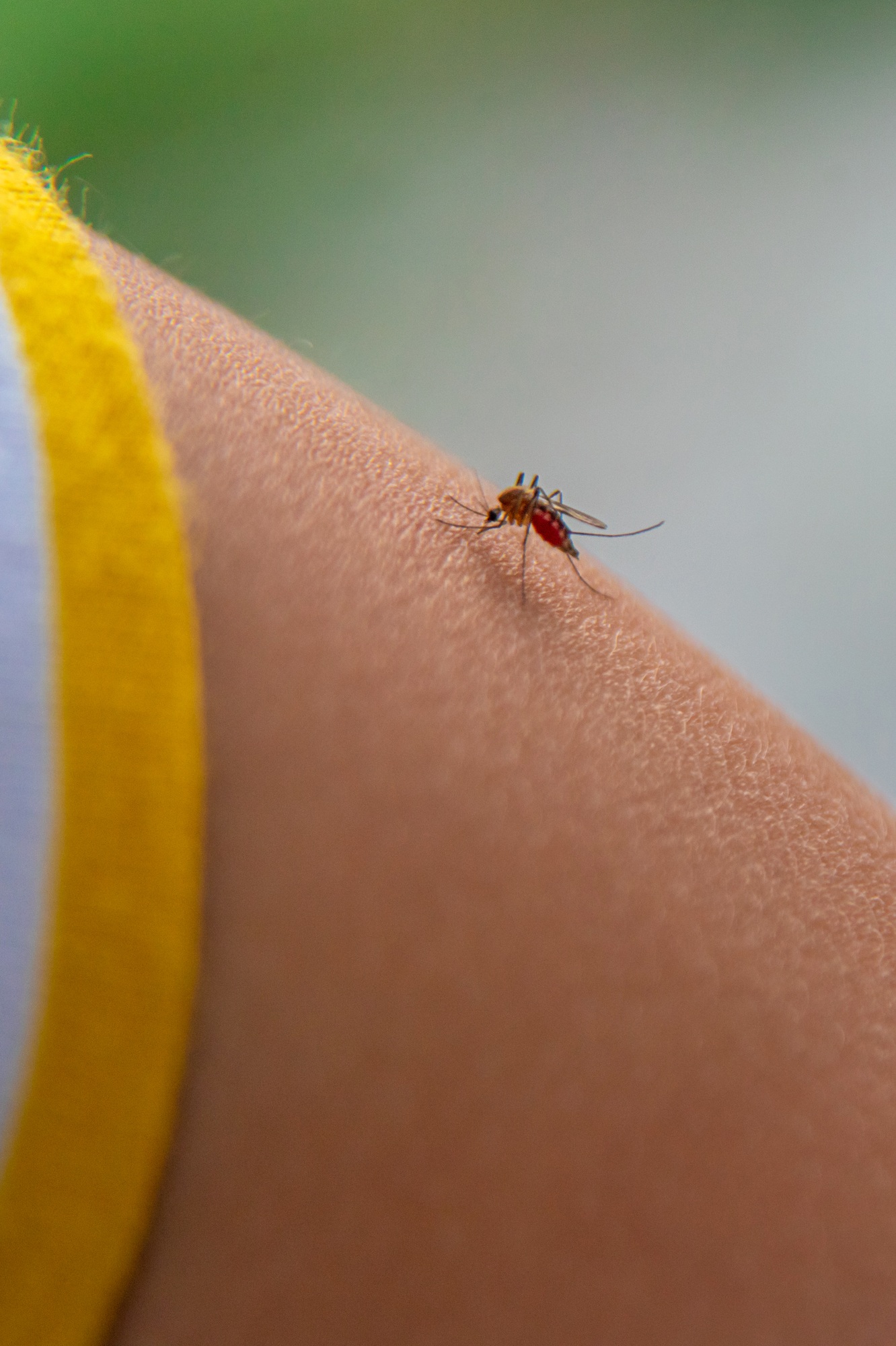 A mosquito on a child hand. Selective focus.