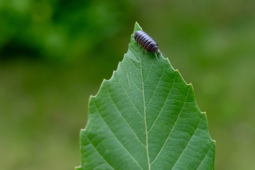 Close up of Pill bug