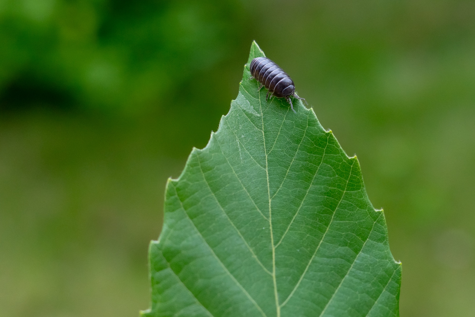 Close up of Pill bug
