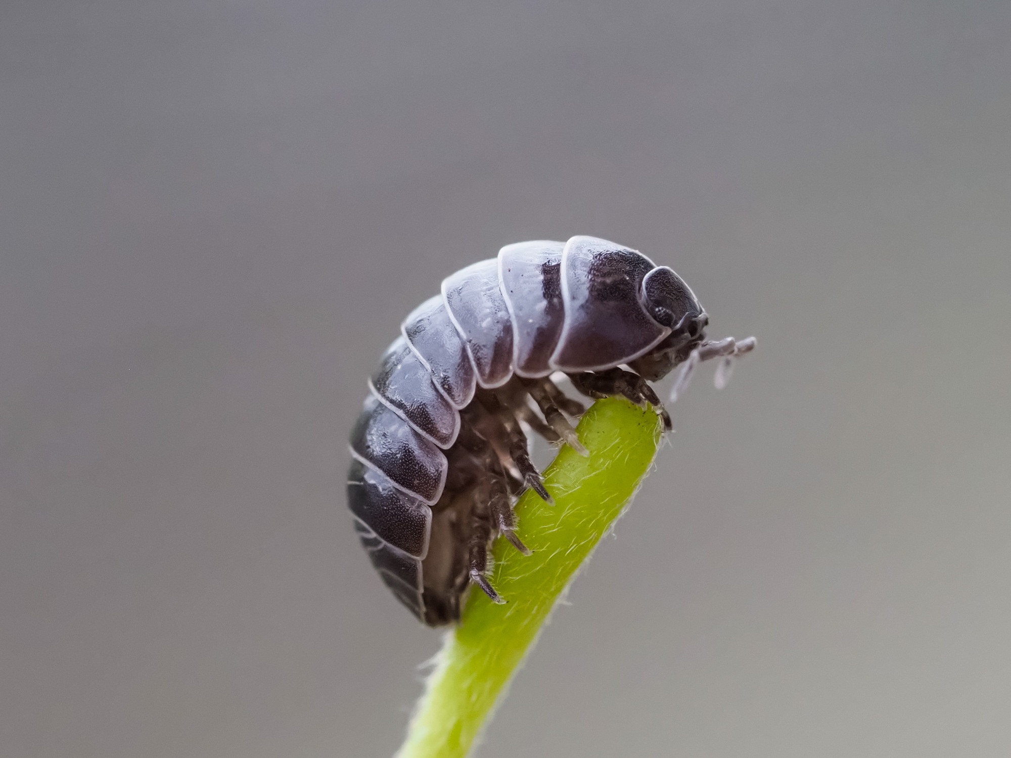 Close up of Pill bug