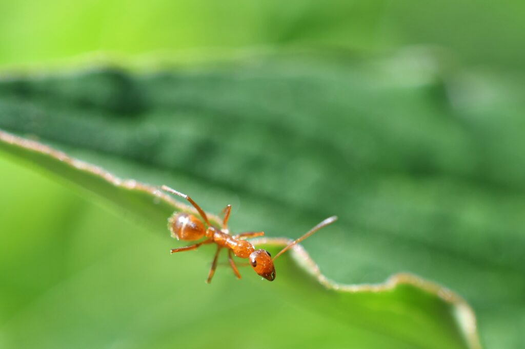 Closeup of a red ant on the edge of a leaf.