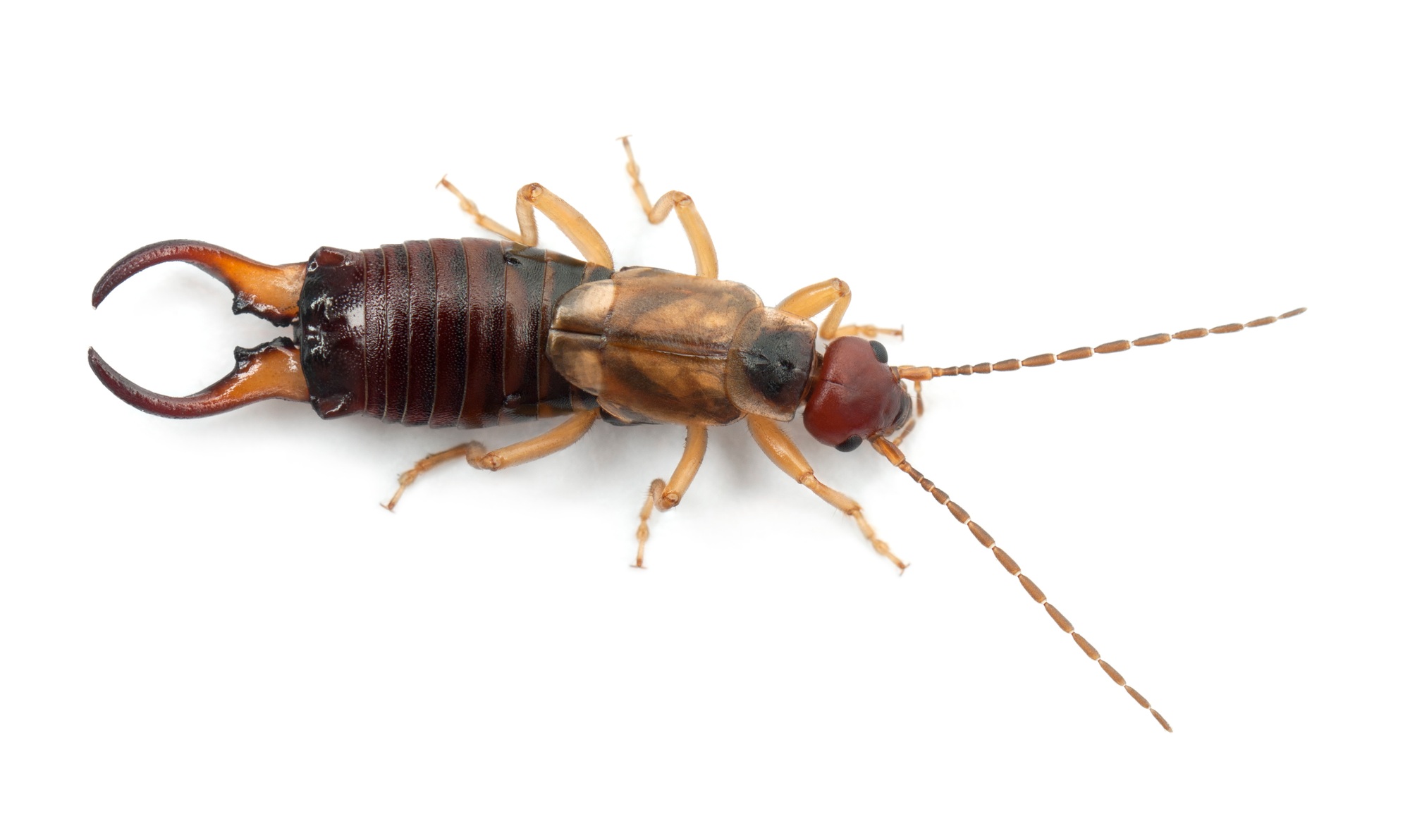 Common earwig or European earwig, Forficula auricularia against white background