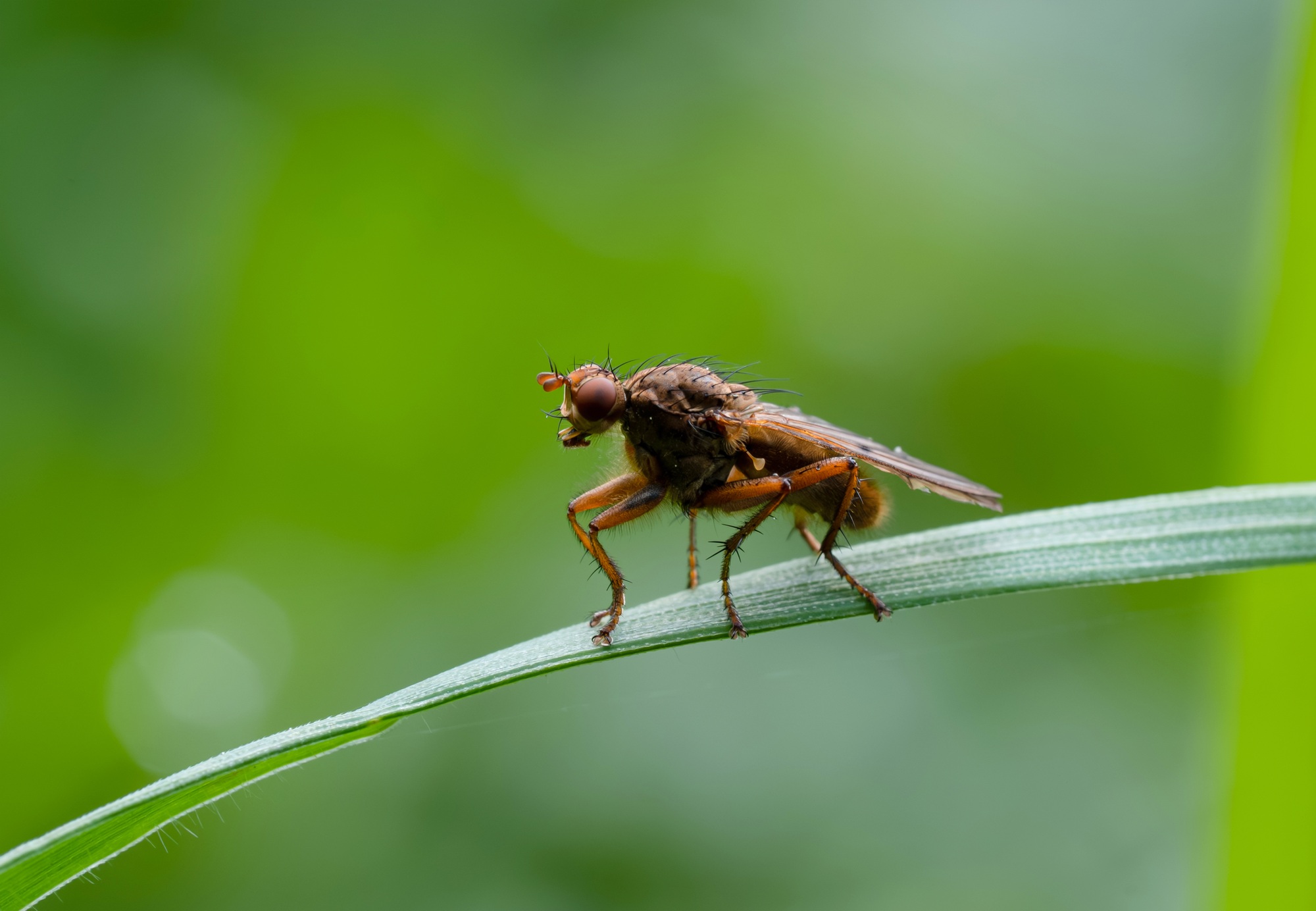 Drosophila melanogaste,MacroDrosophila Fruit Fly Diptera Insect on grass on Spring,Summer