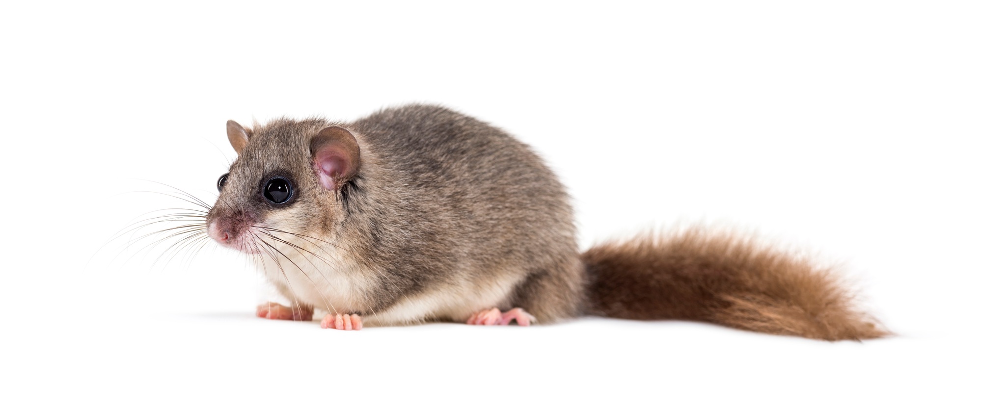 Edible Dormouse or Fat Dormouse, Glis glis, in front of white background