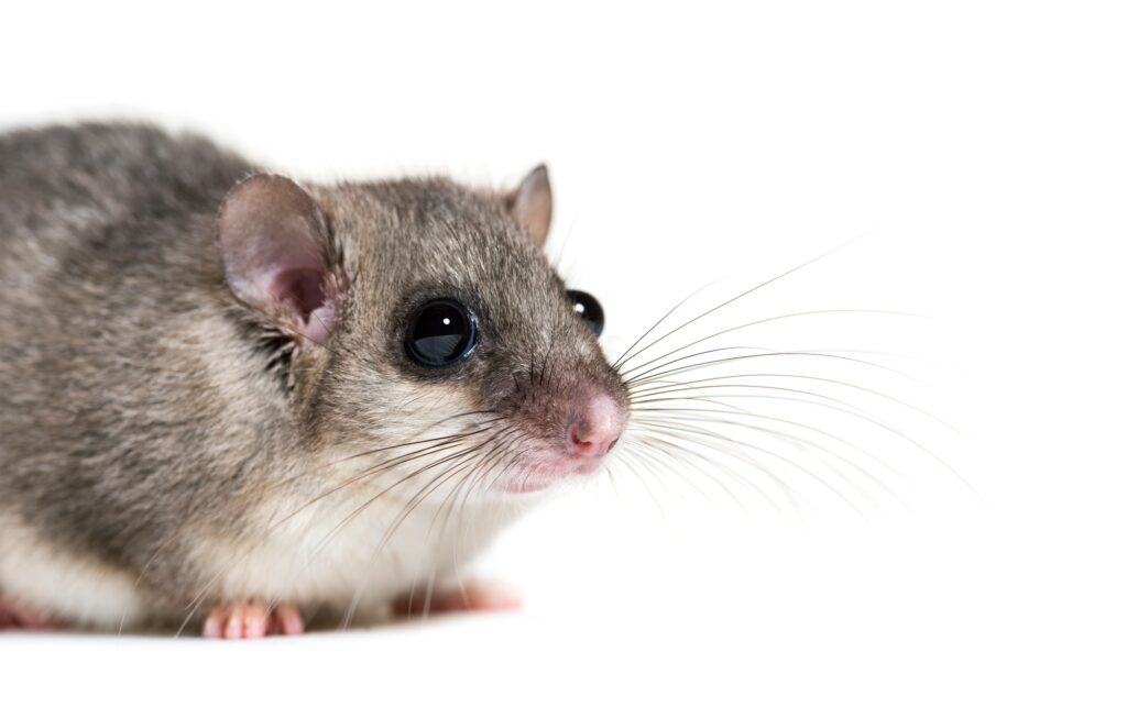 Edible Dormouse or Fat Dormouse, Glis glis, in front of white background