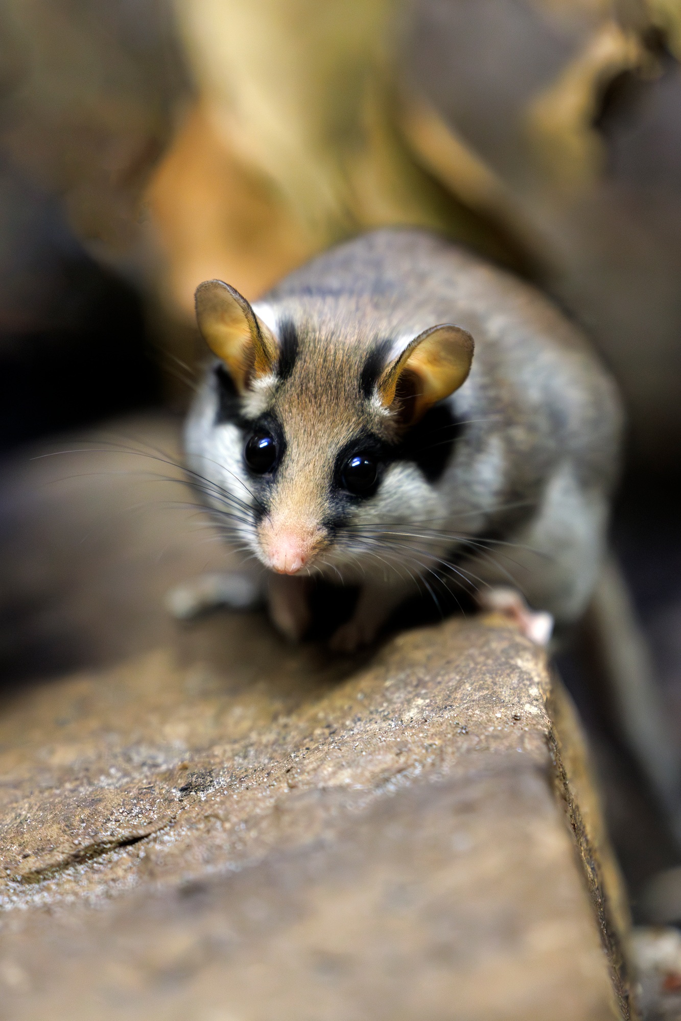 Garden Dormouse, Eliomys Quercinus, Looking for food in the countryside