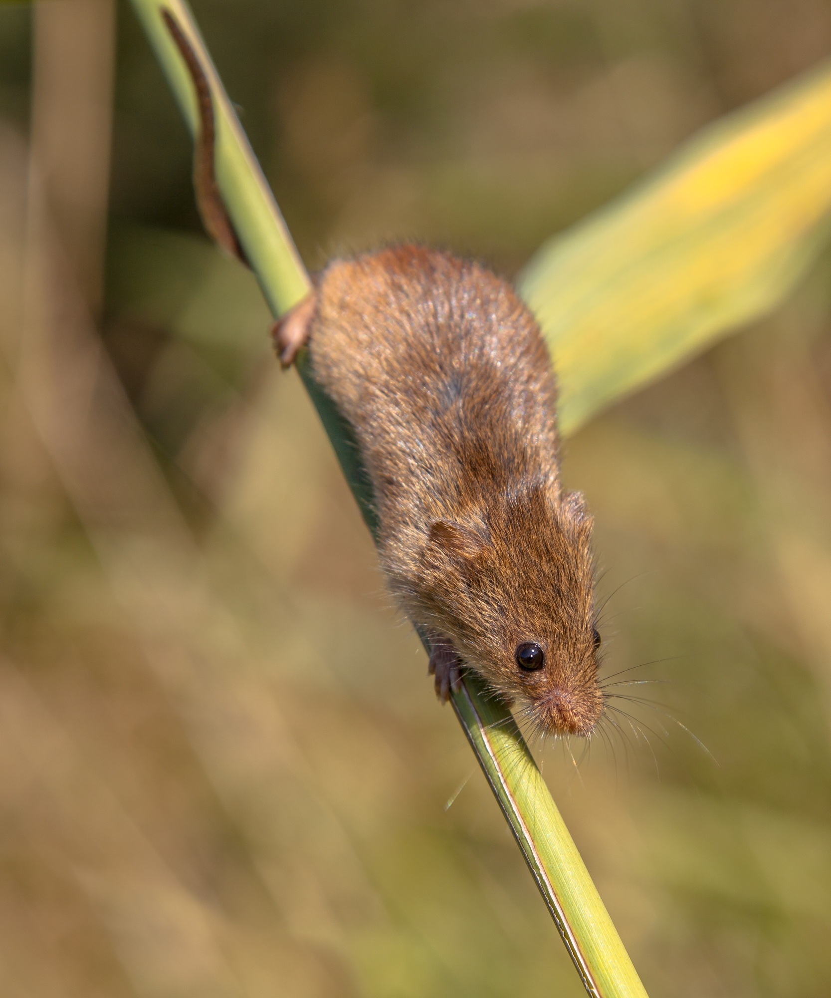 Harvesting Mouse (Micromys minutus) Climbing down a Reed Stem