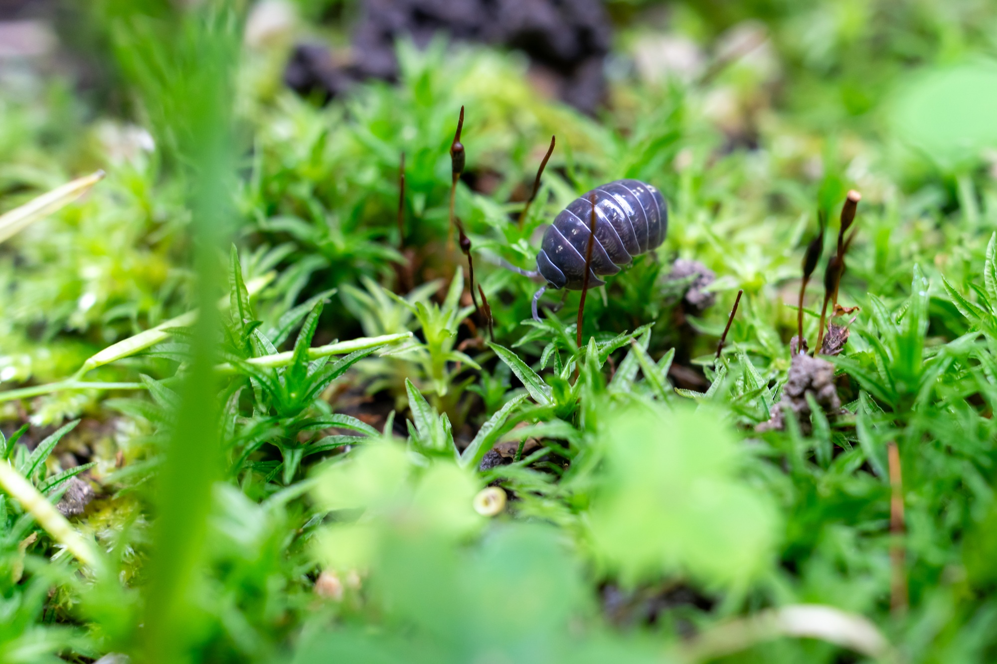 Pill Bug walking on moss