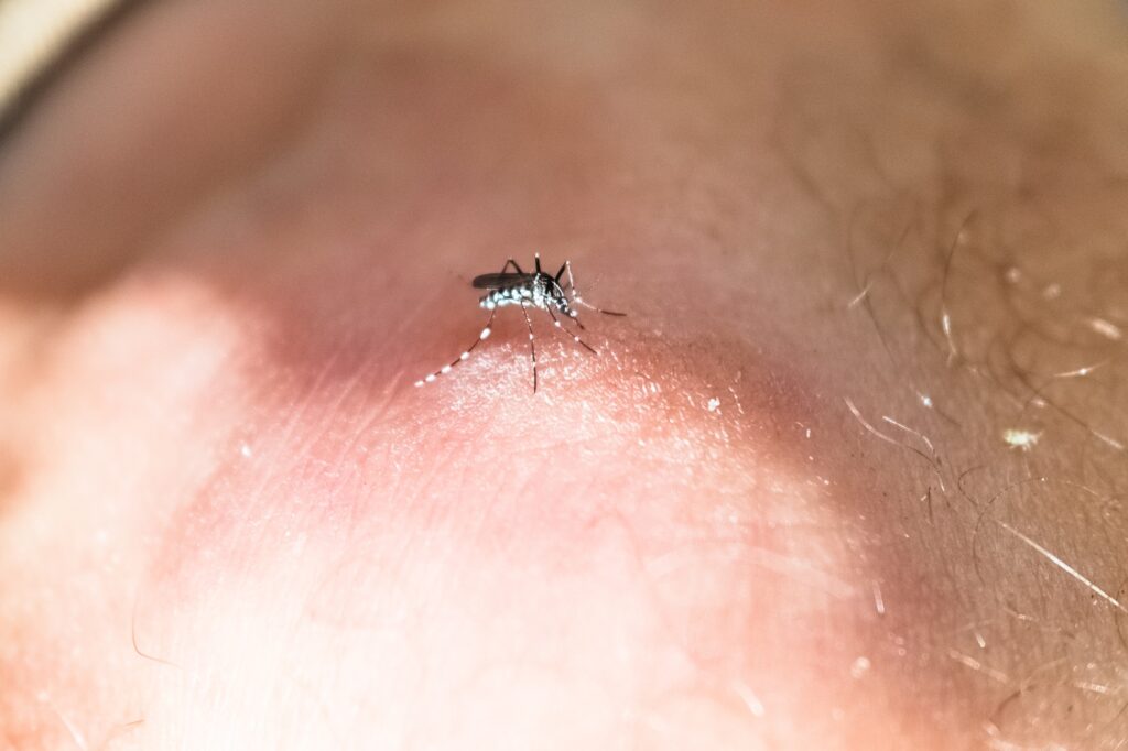 Tiger mosquito, Aedes albopictus, a pest that appears in the heat of summer, vector of diseases